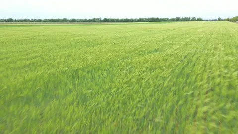 Drone shooting at high speed over a green field of wheat Stock Footage 130533311