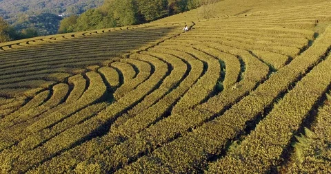 Drone shooting in nature. Stock Footage 92063465