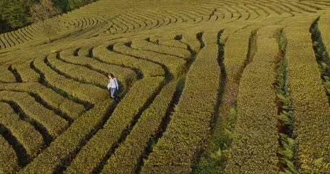 Drone shooting in nature. Stock Footage 92819060