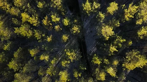 Drone shooting of a pine forest in autumn Stock Footage 166128859