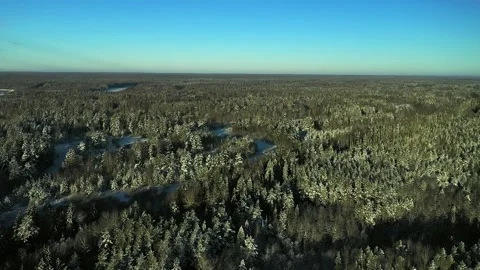 Drone shooting of a pine forest in winter Stock Footage 169863782