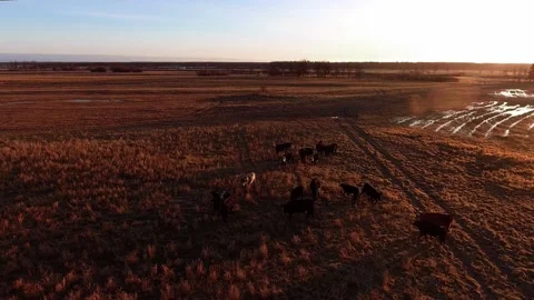 Drone shoots flock of black cows in northern yellow field in Manitoba, Canada Video stock 166978050