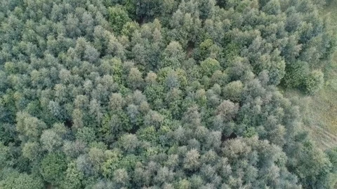 Drone shoots with a view of the green forest. Stock Footage 114638436