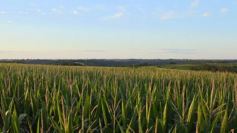 Drone Shot Above Fields of Wheat, Rural Midwestern Farm at Sunset Видео 115041867