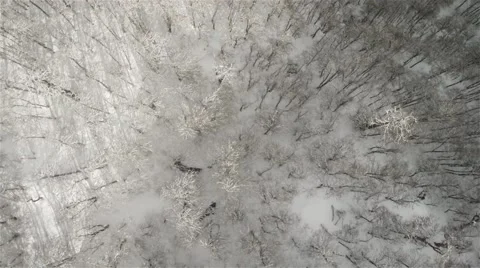 Drone shot from above the trees during winter Video stock 51385667