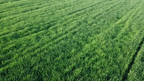 Drone Shot Above young Fields of Wheat in spring Stock Footage 219280873