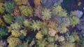 Drone shot aerial colorful autumn forest fly over 4k or 4k+ Resolution