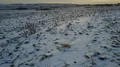 Drone shot aerial deep backward flight snowy frozen farmland winter landscape 4k or 4k+ Resolution