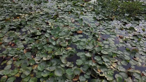 Drone Shot Aerial Fly Across Pond With Lily Pads And Wood. Stock Footage