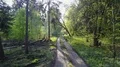 Drone shot aerial fly over sunny forest path between trees in spring season 4k or 4k+ Resolution