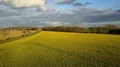 Drone shot aerial fly over rapeseed farmland at sunny day with clouds 4k or 4k+ Resolution