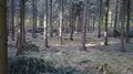 Drone shot aerial fly through forest between fir trees in spring season 4k or 4k+ Resolution