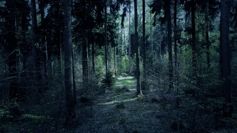 Drone shot aerial fly through dark spooky eerie forest between trees Stock Footage