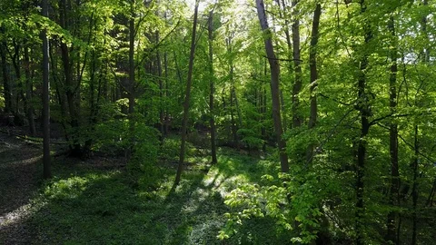 Drone shot aerial fly through sunny green forest between trees in spring season Video stock 107965641