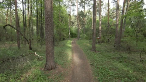 Drone shot aerial fly through mixed forest between trees in cloudy spring season Stockbeeldmateriaal 234778078