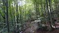 Drone shot aerial forest fly through in sunny early autumn beech forest 4k or 4k+ Resolution