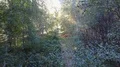 Drone shot aerial forest fly through ferns and trees in peat bog landscape 4k or 4k+ Resolution