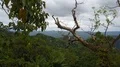 Drone shot aerial forest fly through in jungle mountains of beautiful Indonesia 4k or 4k+ Resolution