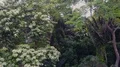 Drone shot aerial forest fly through in jungle mountains of beautiful Indonesia 4k or 4k+ Resolution