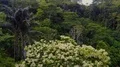 Drone shot aerial forest fly through in jungle mountains of beautiful Indonesia 4k or 4k+ Resolution