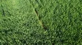 Drone shot aerial fresh young corn plants straight down flyover 4k or 4k+ Resolution