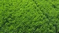 Drone shot aerial fresh young corn plants straight down flyover 4k or 4k+ Resolution