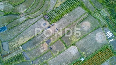 Drone shot aerial top down rice fields in Bali Stock Photos