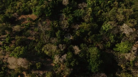 Drone Shot: Aerial View of Native Forest at Lago Petén Itzá, Flores, Guatemala Stock Footage 340036616