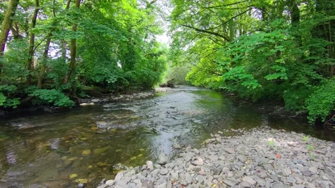 Drone shot along river in dappled sunlight Stock Footage 310784651