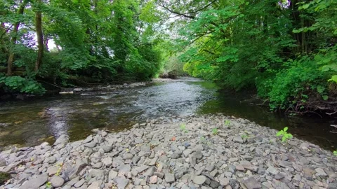 Drone shot along river in dappled sunlight (v2) Stock Footage 310784676