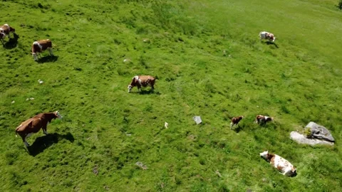 Drone Shot of Alpine Cows and Calves Grazing on Green Pastures in Austrian Al Stock Footage 314842440