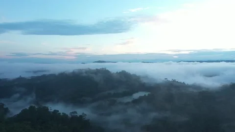 Drone shot of the Amazon rainforest early in the morning Stock Footage