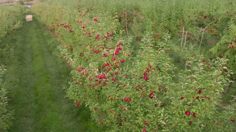 Drone shot of apple farm Stock Footage 135102714