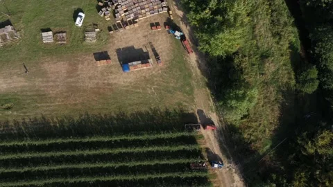 Drone shot of apples in a boxes after harvest transport between rows of orchards Stock Footage 171851761