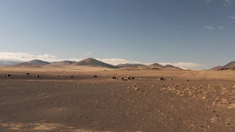 Drone shot approaching cattle grazing in the desert Stock Footage 124809560
