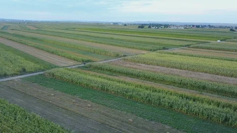 Drone Shot Approaching Motorcycle Riding on Dirt Road Through Cornfield Stock-Footage 101215228