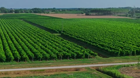 Drone shot around big vineyard in sunny day Видео 333356252
