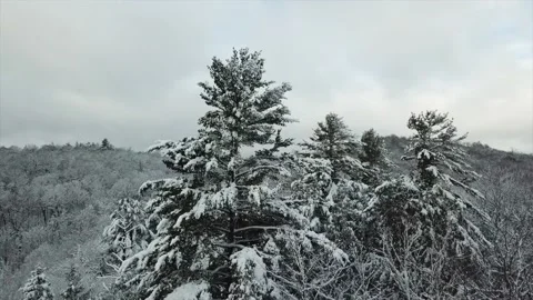 Drone shot Around the big winter trees Stock Footage 138102575