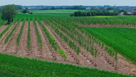 Drone shot around small trees in the midddle of field in sunny day Видео 333356385