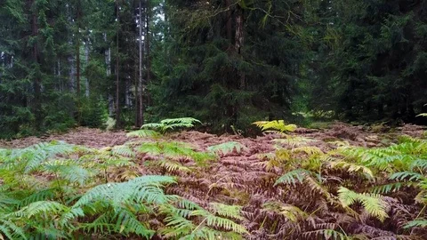 Drone shot ascent in deep autumn forest over ferns at tree with yellow leafes Stock Footage