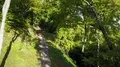 Drone shot ascent sunny mountain forest tree tops pathway in autumn 4k 4k or 4k+ Resolution