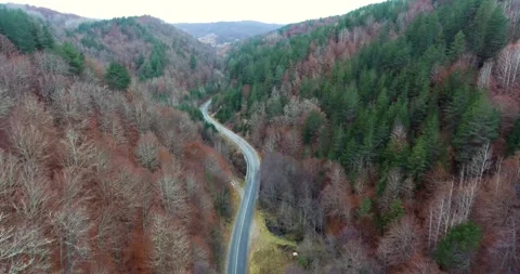 Drone shot of an asphalt road surrounded by many trees in different colors. Stock Footage 145694310