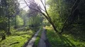 Drone shot backwards fly over sunny forest path between trees in spring season 4k or 4k+ Resolution