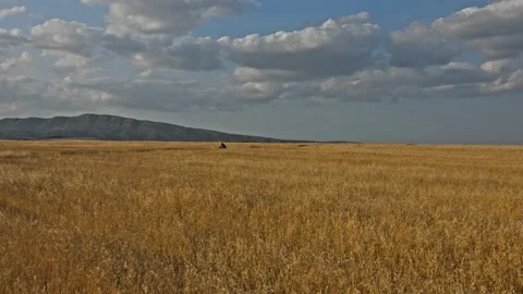 Drone shot of a bearded man riding an old cafe racer motorcycle in wheat field Stock Footage 140360132