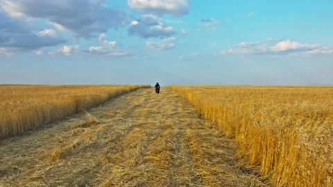 Drone shot of a bearded man riding an old cafe racer motorcycle in wheat field Stock Footage 140362532