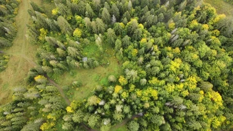 A drone shot of a beautiful green mixed forest in the Carpathian mountains Stock Footage 201635317