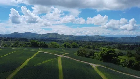 Drone shot of Beautiful Pine trees and Green field with mountains and nice c Video stock 230583637
