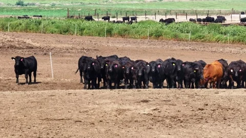 Drone shot of black angus cattle in a feedlot or feed yard Stock Footage 294746919