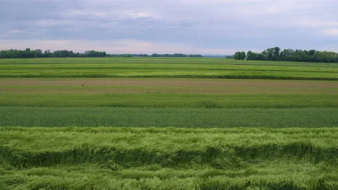 Drone Shot Of Blooming Fields Stock Footage 132343230