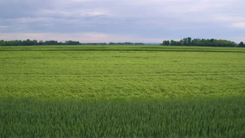 Drone Shot Of Blooming Fields Stock Footage 132349743
